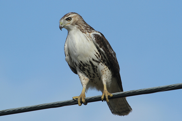 About Red-tailed Hawk - Maryland Biodiversity Project